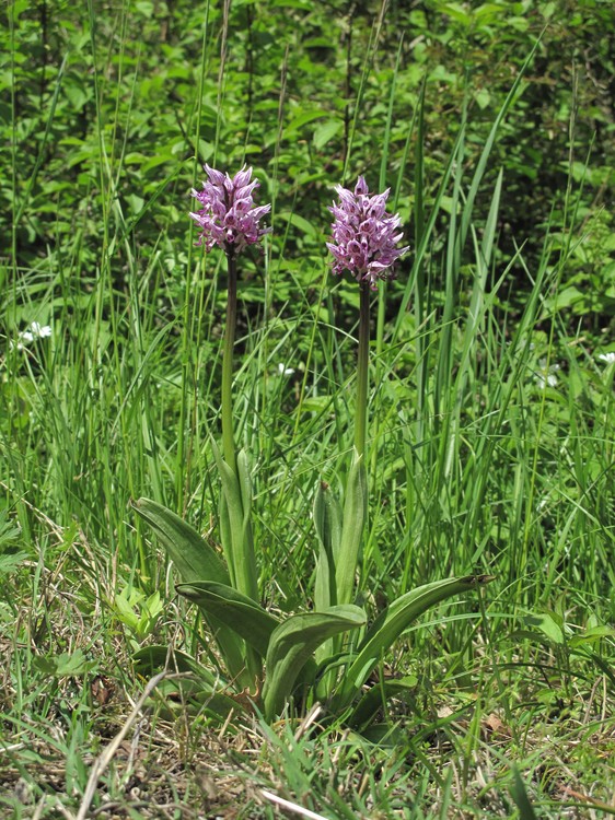 Orchis simia